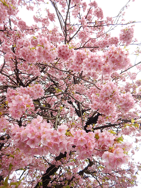 5 off-the-beaten-path cherry blossom tours to consider - Alvinology