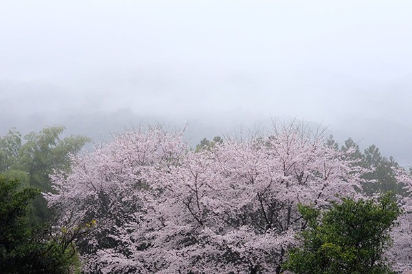 5 off-the-beaten-path cherry blossom tours to consider - Alvinology