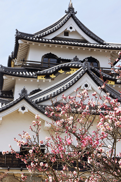5 off-the-beaten-path cherry blossom tours to consider - Alvinology