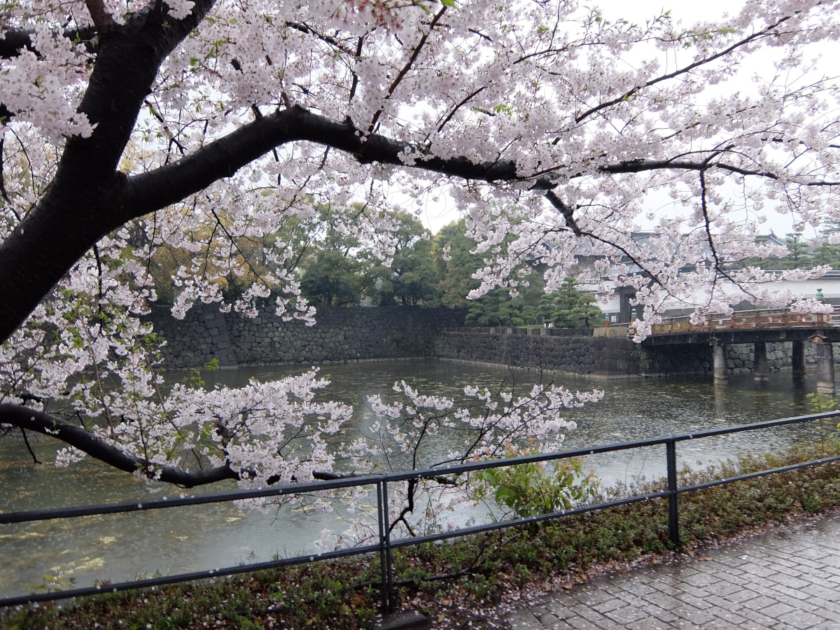 5 off-the-beaten-path cherry blossom tours to consider - Alvinology