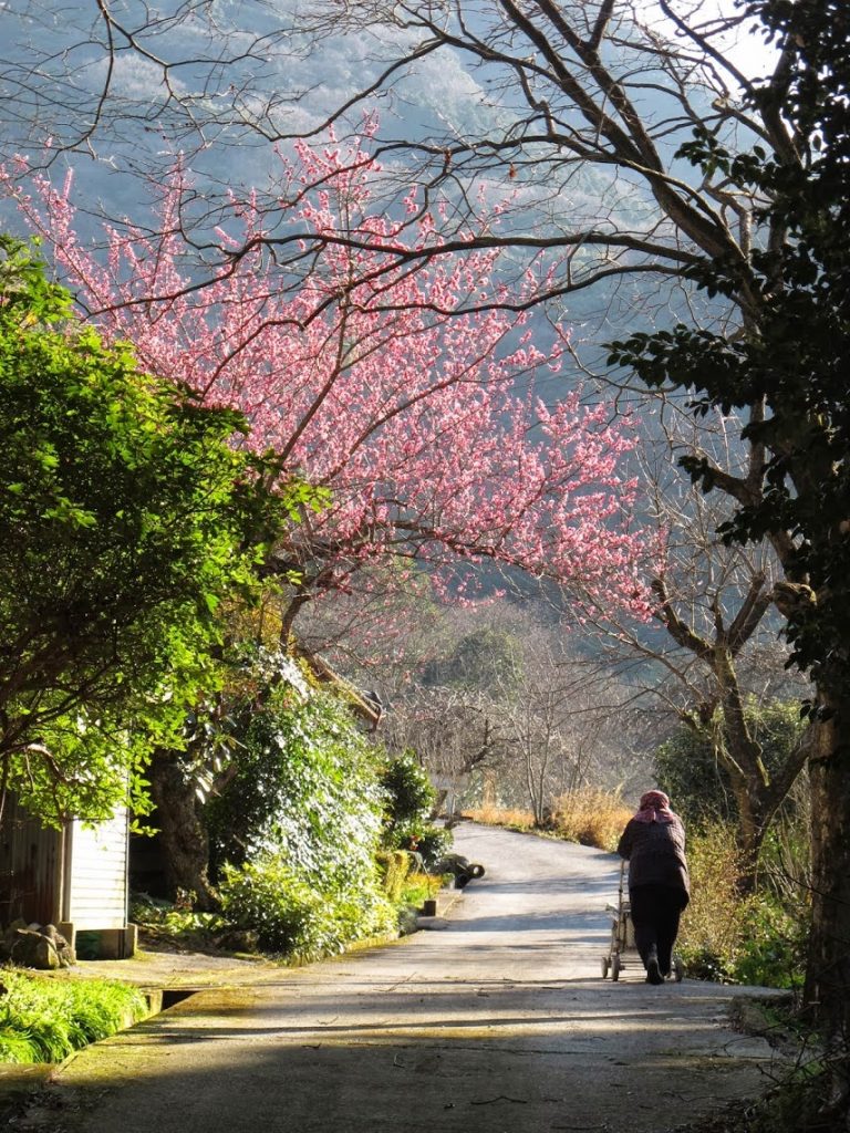 5 off-the-beaten-path cherry blossom tours to consider - Alvinology