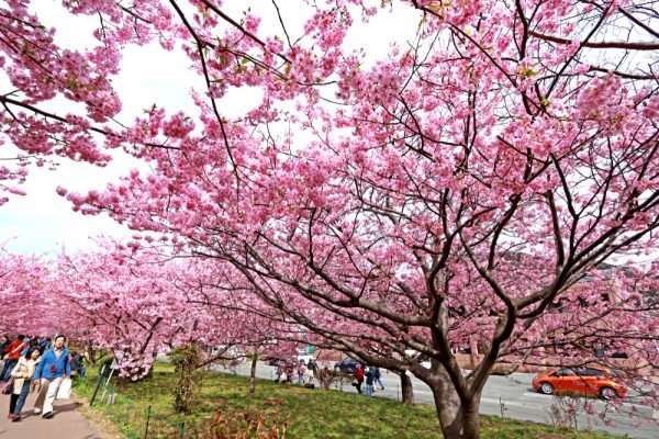 Japan cancels cherry blossom festivals due to Covid-19 - Alvinology