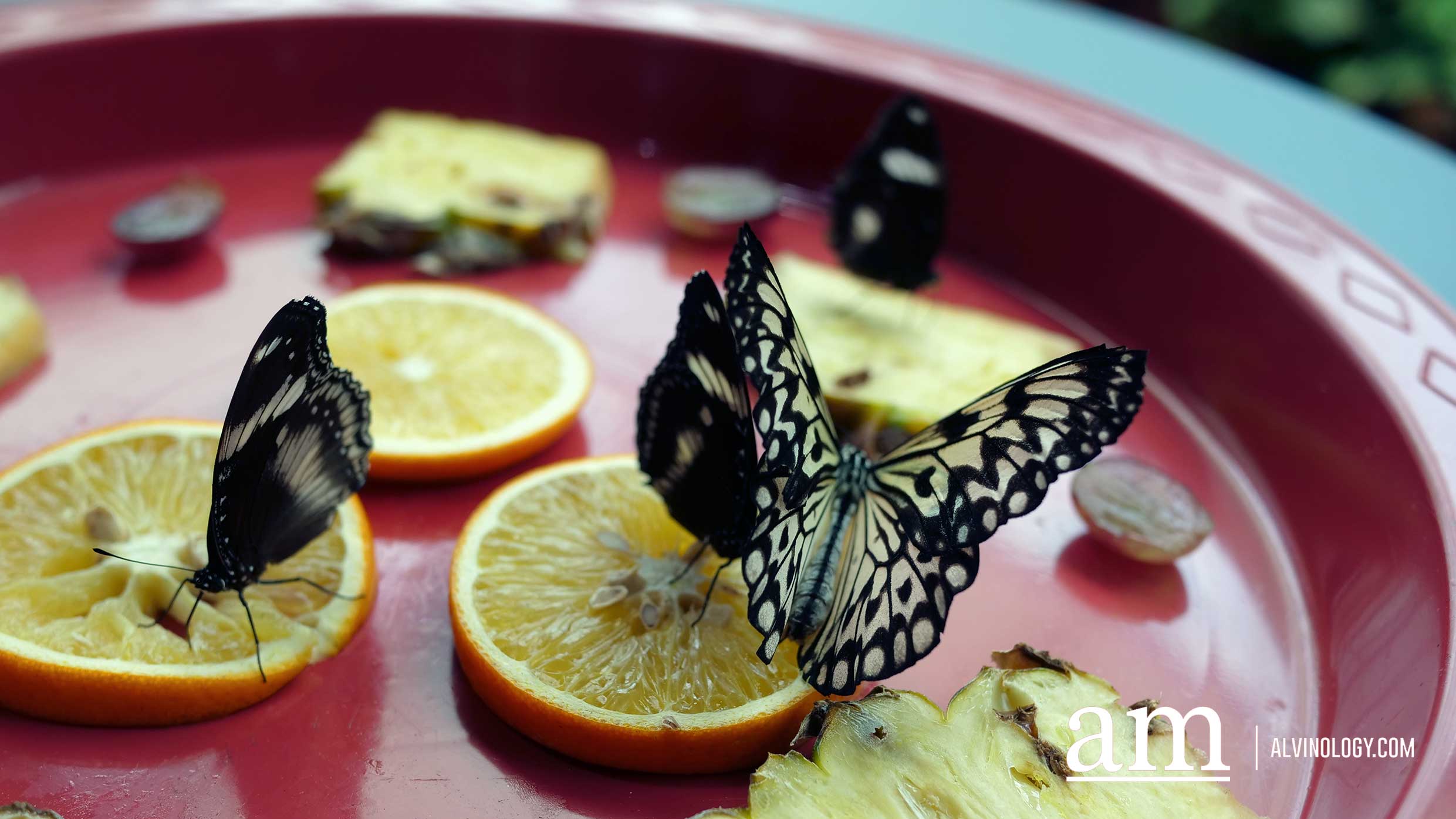 [Promo Code] Germ Busters Workshop on Covid-19 and more at Singapore Science Centre - Alvinology