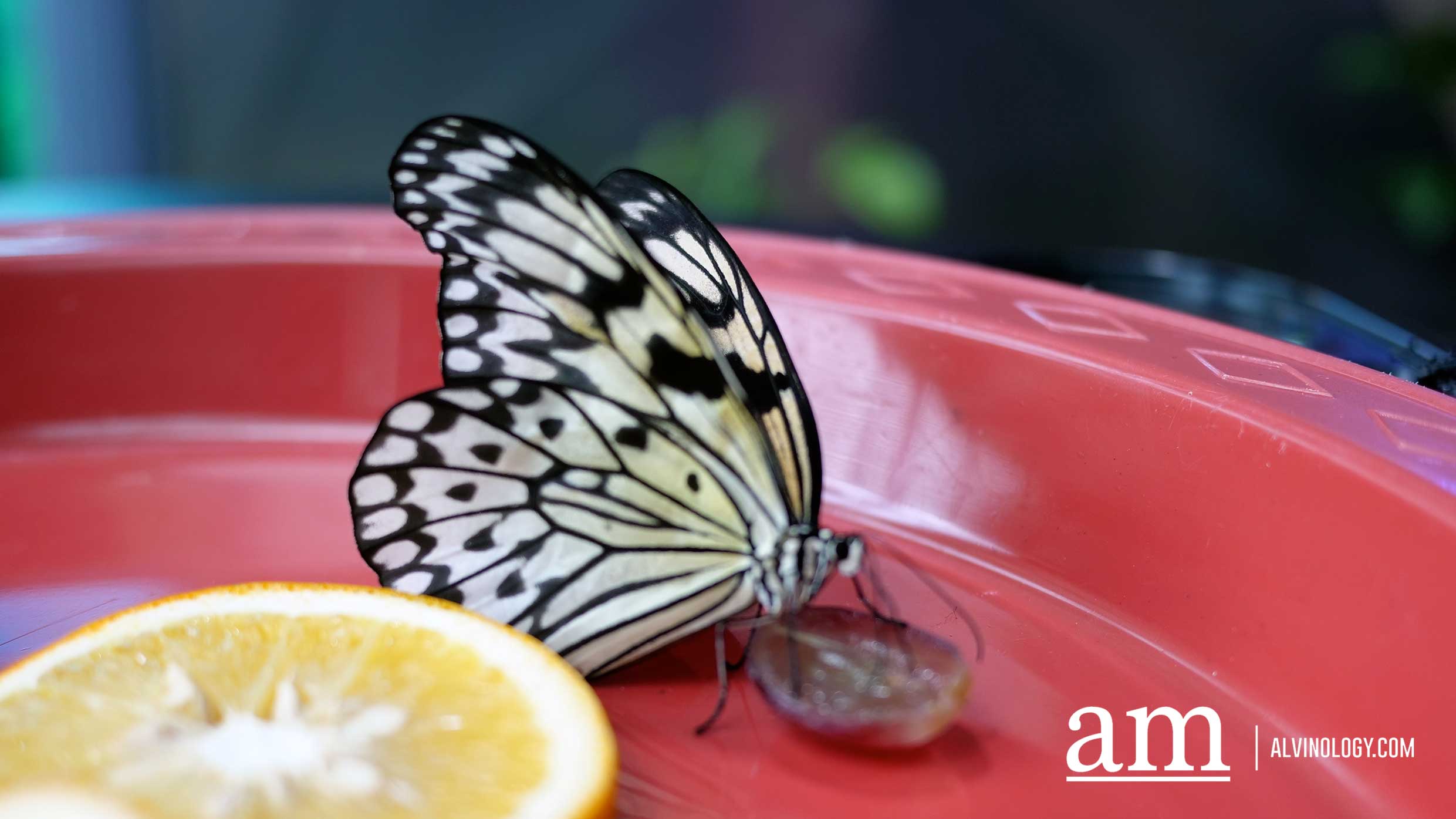[Promo Code] Germ Busters Workshop on Covid-19 and more at Singapore Science Centre - Alvinology