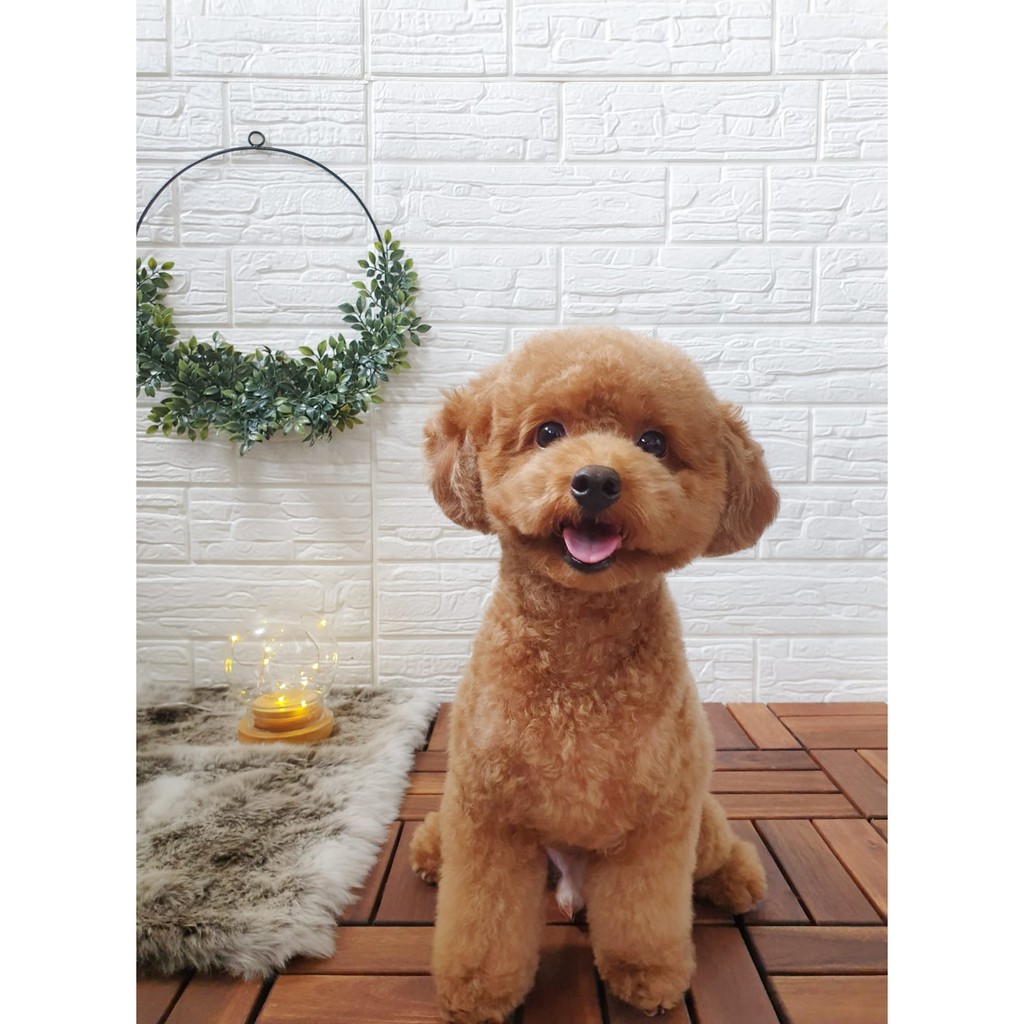 [EYES HERE] Pets Sale is happening on Shopee this 28 April offering up to 65% off on pet products - Alvinology