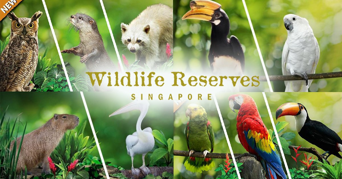 Wildlife Reserves Singapore launches more customized virtual experiences for all animal-lovers - Alvinology