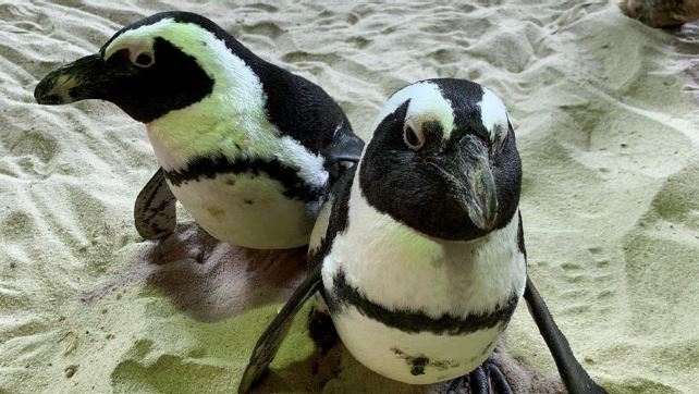Wildlife Reserves Singapore launches its ‘Adopt an Animal’ Programme - adopt an animal of your choice! - Alvinology