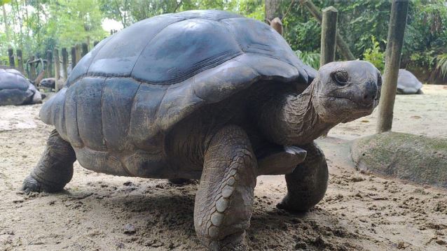 Wildlife Reserves Singapore launches its ‘Adopt an Animal’ Programme - adopt an animal of your choice! - Alvinology