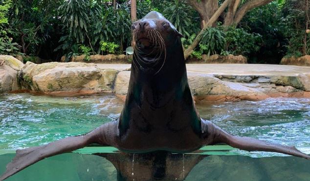 Wildlife Reserves Singapore launches its ‘Adopt an Animal’ Programme - adopt an animal of your choice! - Alvinology