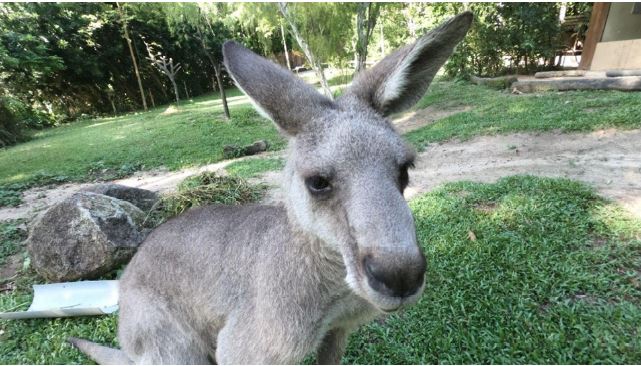 Wildlife Reserves Singapore launches its ‘Adopt an Animal’ Programme - adopt an animal of your choice! - Alvinology