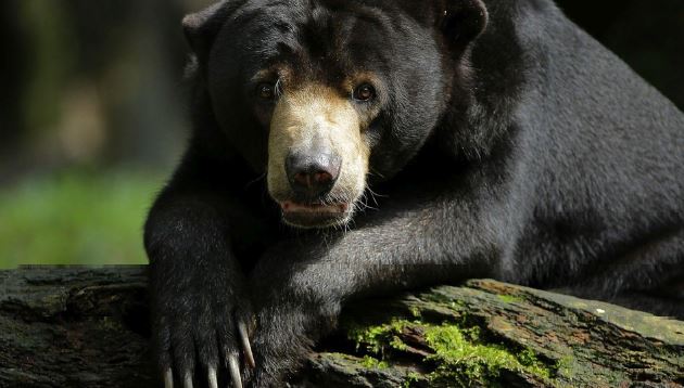 Wildlife Reserves Singapore launches its ‘Adopt an Animal’ Programme - adopt an animal of your choice! - Alvinology