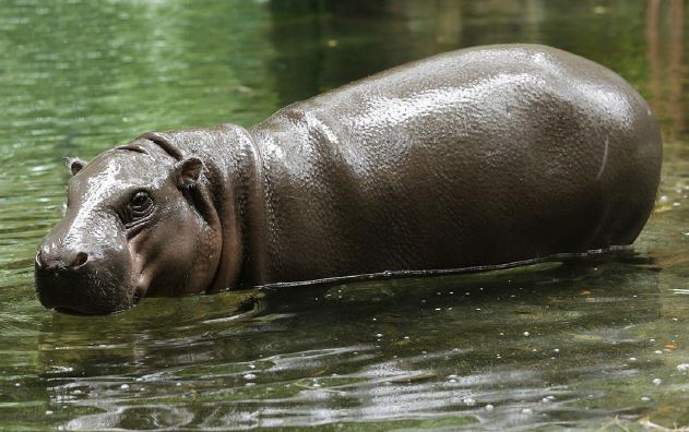 Wildlife Reserves Singapore launches its ‘Adopt an Animal’ Programme - adopt an animal of your choice! - Alvinology