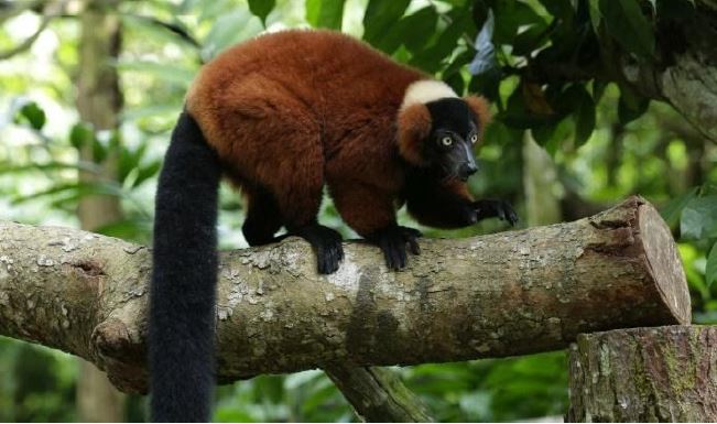 Wildlife Reserves Singapore launches its ‘Adopt an Animal’ Programme - adopt an animal of your choice! - Alvinology
