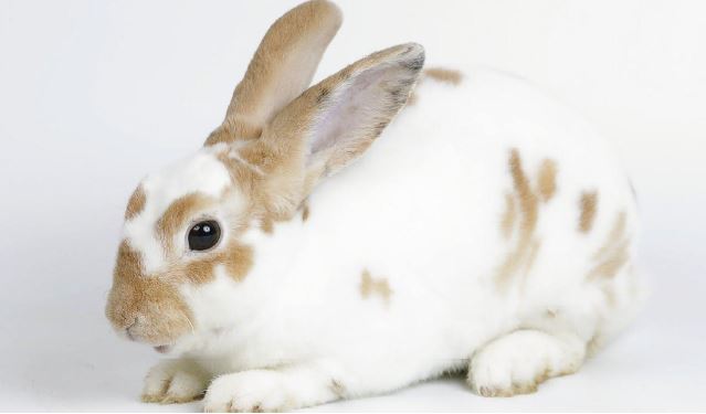 Wildlife Reserves Singapore launches its ‘Adopt an Animal’ Programme - adopt an animal of your choice! - Alvinology