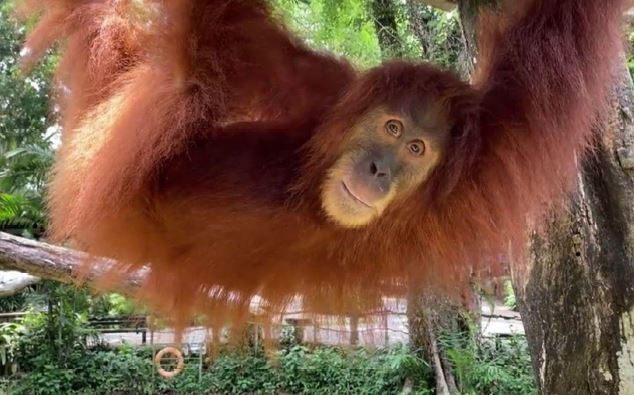 Wildlife Reserves Singapore launches its ‘Adopt an Animal’ Programme - adopt an animal of your choice! - Alvinology