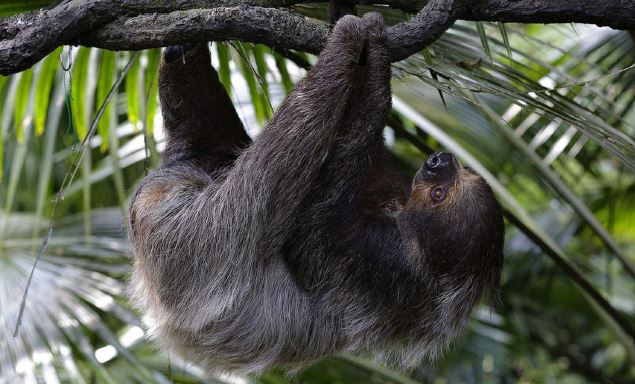 Wildlife Reserves Singapore launches its ‘Adopt an Animal’ Programme - adopt an animal of your choice! - Alvinology