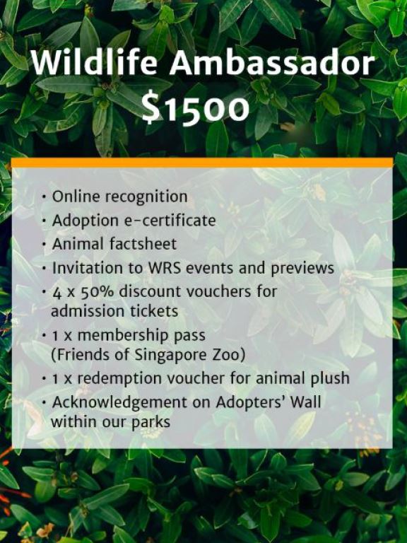 Wildlife Reserves Singapore launches its ‘Adopt an Animal’ Programme - adopt an animal of your choice! - Alvinology