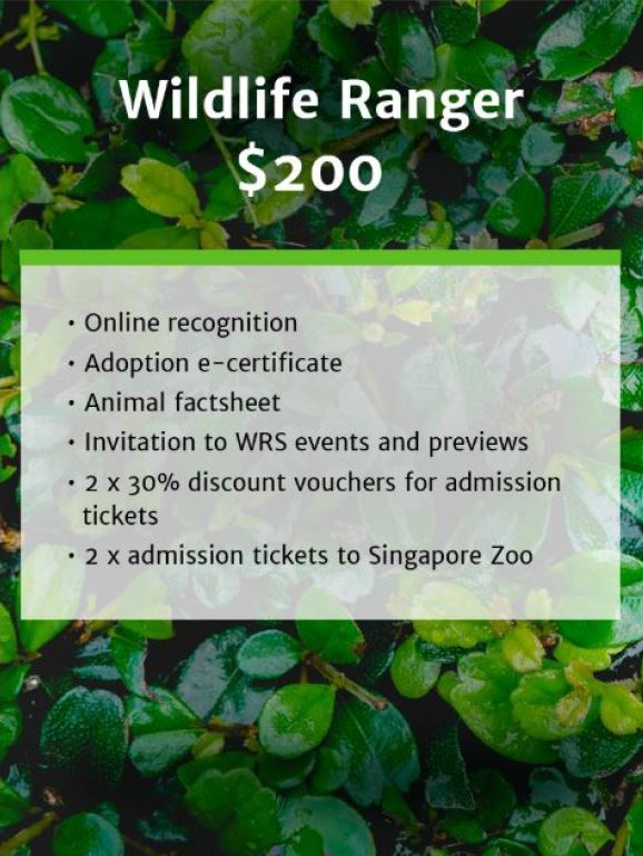Wildlife Reserves Singapore launches its ‘Adopt an Animal’ Programme - adopt an animal of your choice! - Alvinology