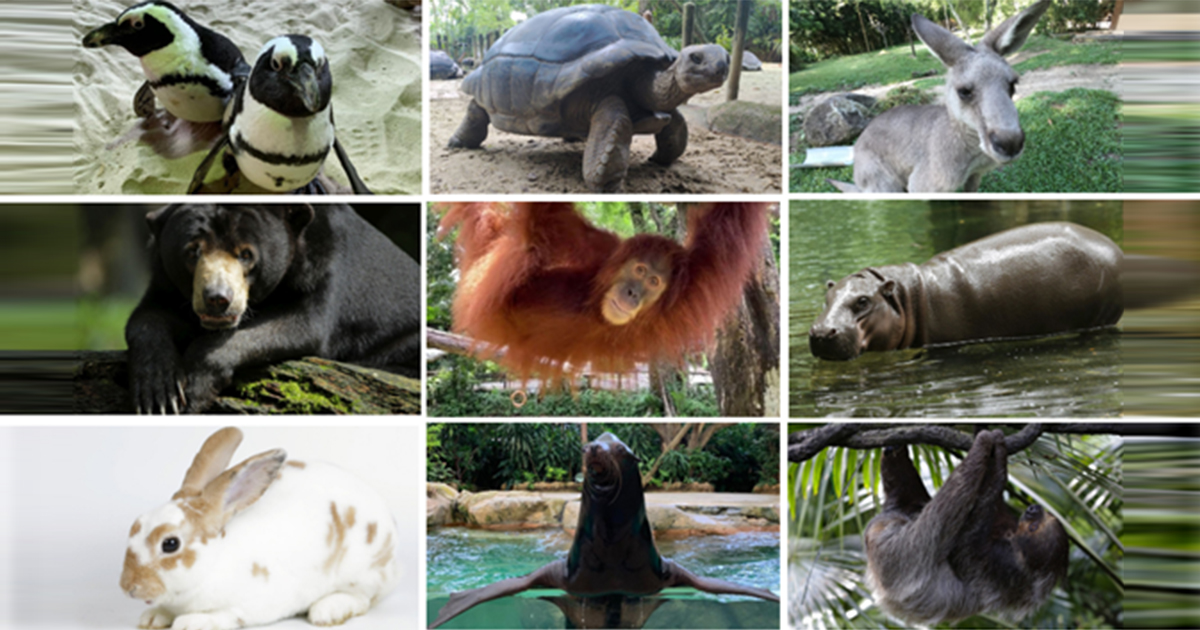 Wildlife Reserves Singapore launches its ‘Adopt an Animal’ Programme - adopt an animal of your choice! - Alvinology