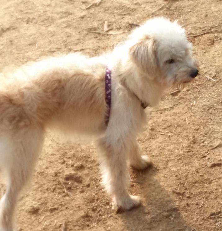 Lost Pet Dog Finds Way Home after 26 Days; Traveled more than 60km - Alvinology