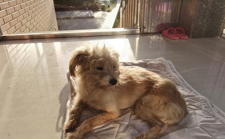 Lost Pet Dog Finds Way Home after 26 Days; Traveled more than 60km - Alvinology