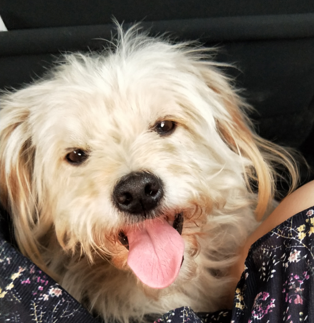 Lost Pet Dog Finds Way Home after 26 Days; Traveled more than 60km - Alvinology