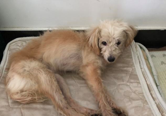 Lost Pet Dog Finds Way Home after 26 Days; Traveled more than 60km - Alvinology