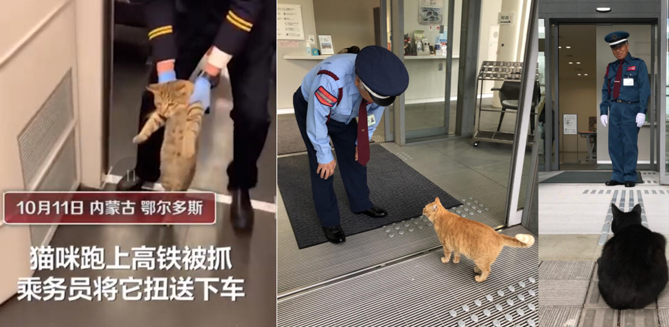 Free-rider cat gets escorted off train in China; reminds us of the two viral cats who tried to enter a Japanese museum - Alvinology
