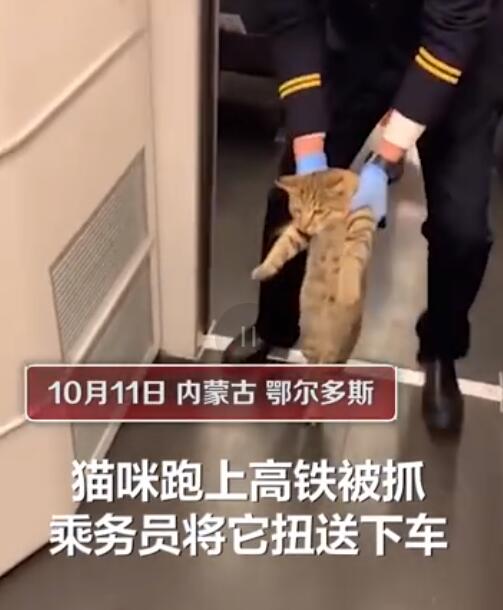 Free-rider cat gets escorted off train in China; reminds us of the two viral cats who tried to enter a Japanese museum - Alvinology