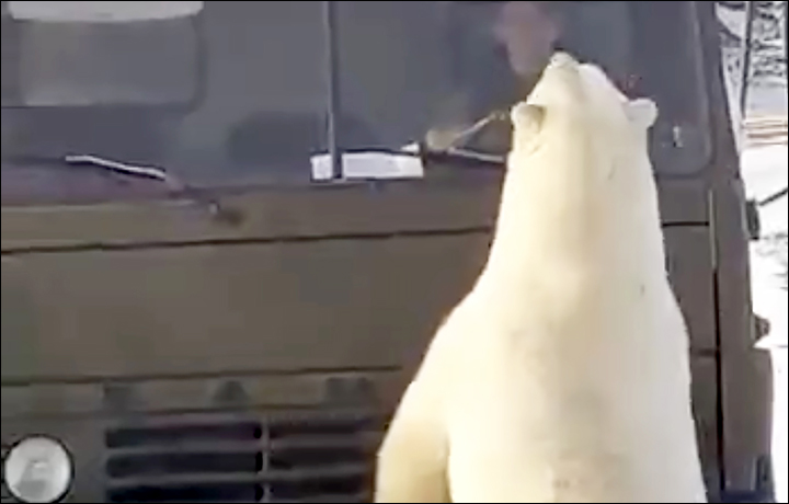 Hungry Polar Bears Raid Rubbish Truck in Russia with Driver inside - Alvinology