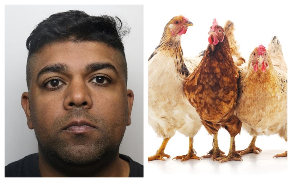 British man jailed 3 years for bestiality with chickens and dog while wife took videos - Alvinology