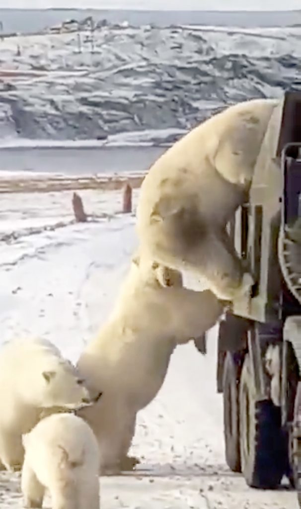 Hungry Polar Bears Raid Rubbish Truck in Russia with Driver inside Hungry Polar Bears Raid Rubbish Truck in Russia with Driver inside - Alvinology