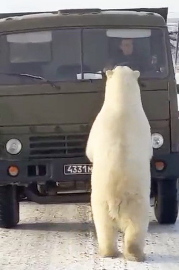 Hungry Polar Bears Raid Rubbish Truck in Russia with Driver inside Hungry Polar Bears Raid Rubbish Truck in Russia with Driver inside - Alvinology