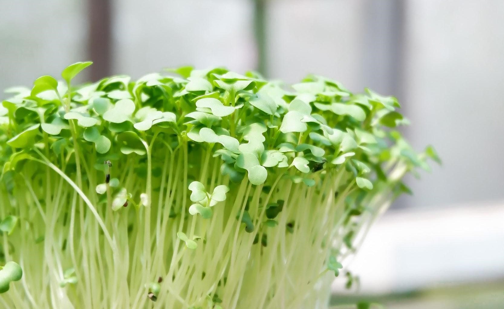 All you need to know about the best Substitute for Bean Sprouts - Alvinology