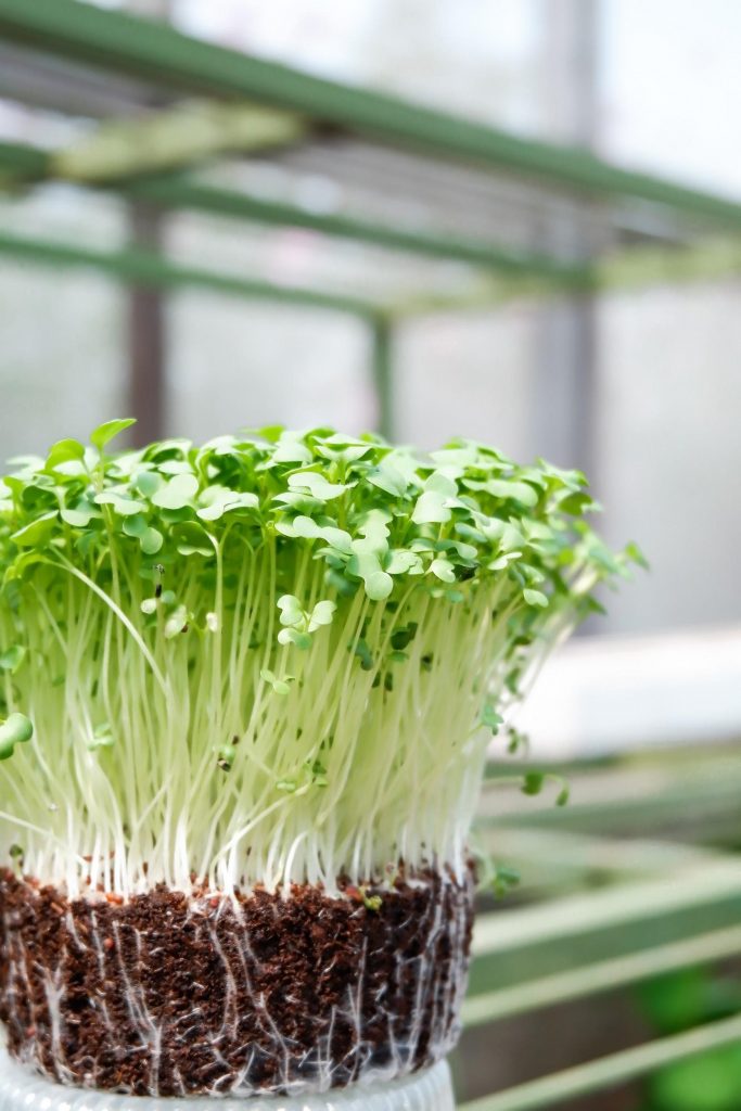 All you need to know about the best Substitute for Bean Sprouts - Alvinology