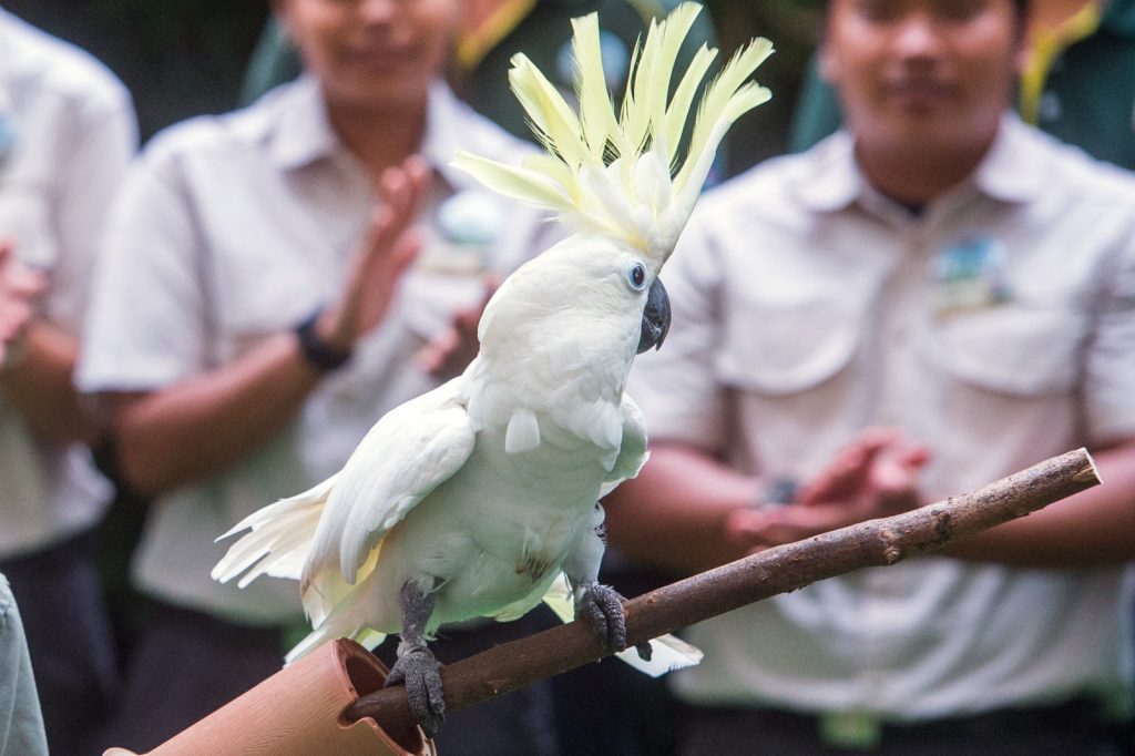 Jurong Bird Park is turning 50 - year-long jubilee festivities take off with $2.50 admission for the whole month of January 2021 - Alvinology