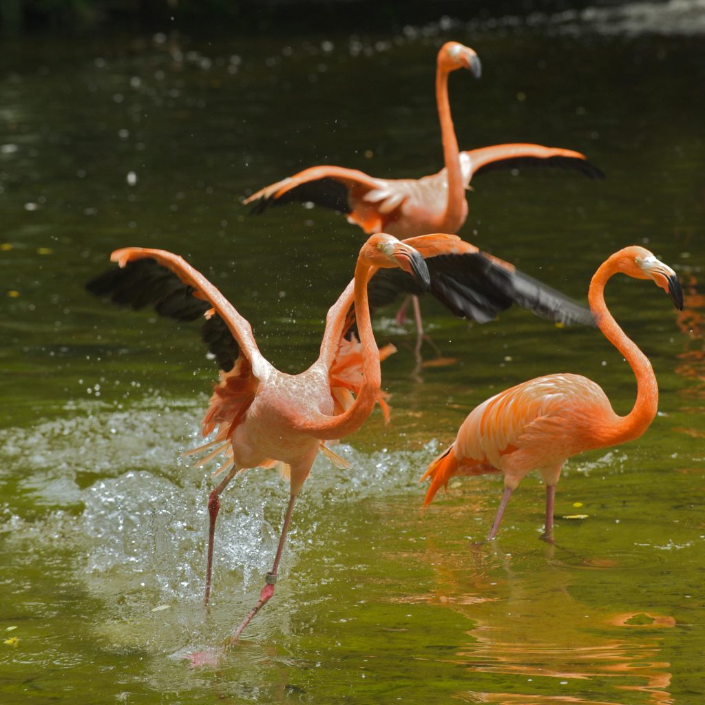 Jurong Bird Park is turning 50 - year-long jubilee festivities take off with $2.50 admission for the whole month of January 2021 - Alvinology