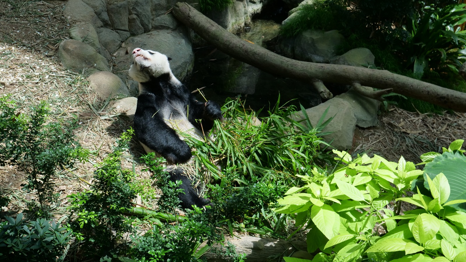 Join Disney's Mickey Mouse and Minnie Mouse at singapore Zoo and River Safari this year-end school holidays! - Alvinology
