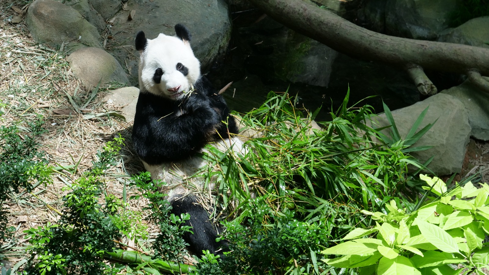 Join Disney's Mickey Mouse and Minnie Mouse at singapore Zoo and River Safari this year-end school holidays! - Alvinology