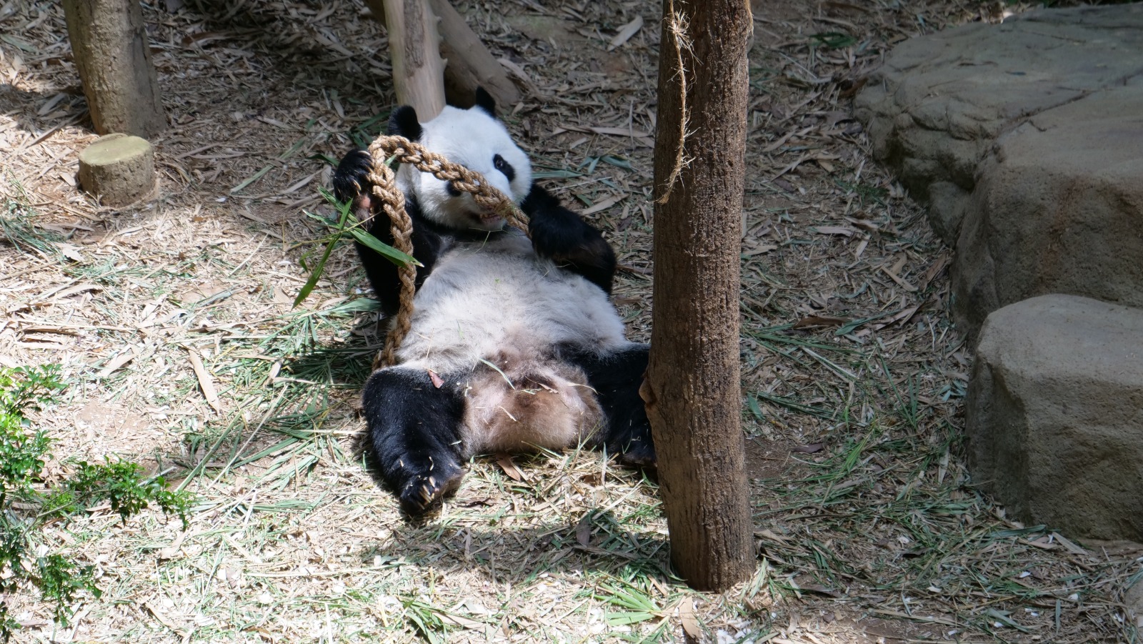 Join Disney's Mickey Mouse and Minnie Mouse at singapore Zoo and River Safari this year-end school holidays! - Alvinology