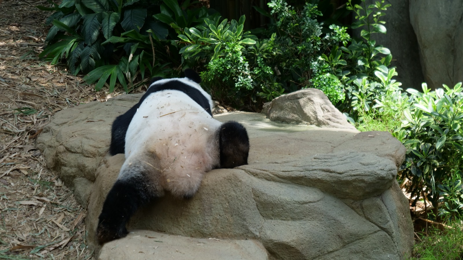 Join Disney's Mickey Mouse and Minnie Mouse at singapore Zoo and River Safari this year-end school holidays! - Alvinology