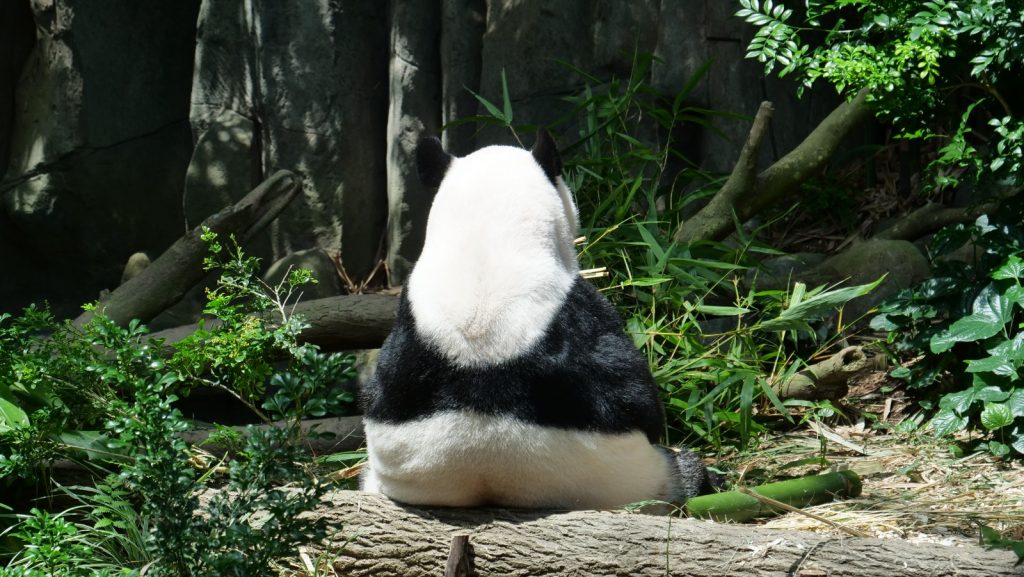 Join Disney's Mickey Mouse and Minnie Mouse at singapore Zoo and River Safari this year-end school holidays! - Alvinology