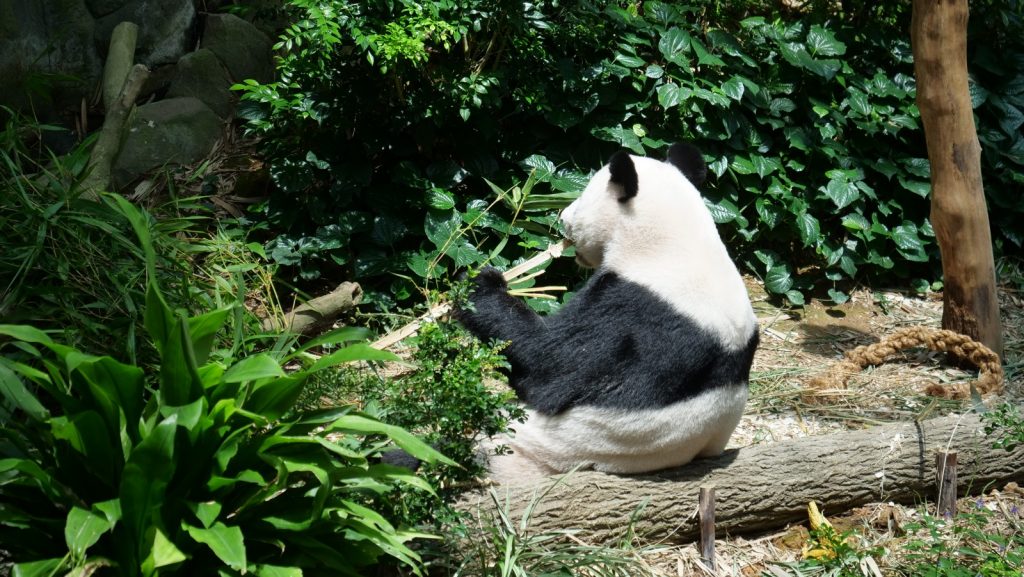 Join Disney's Mickey Mouse and Minnie Mouse at singapore Zoo and River Safari this year-end school holidays! - Alvinology