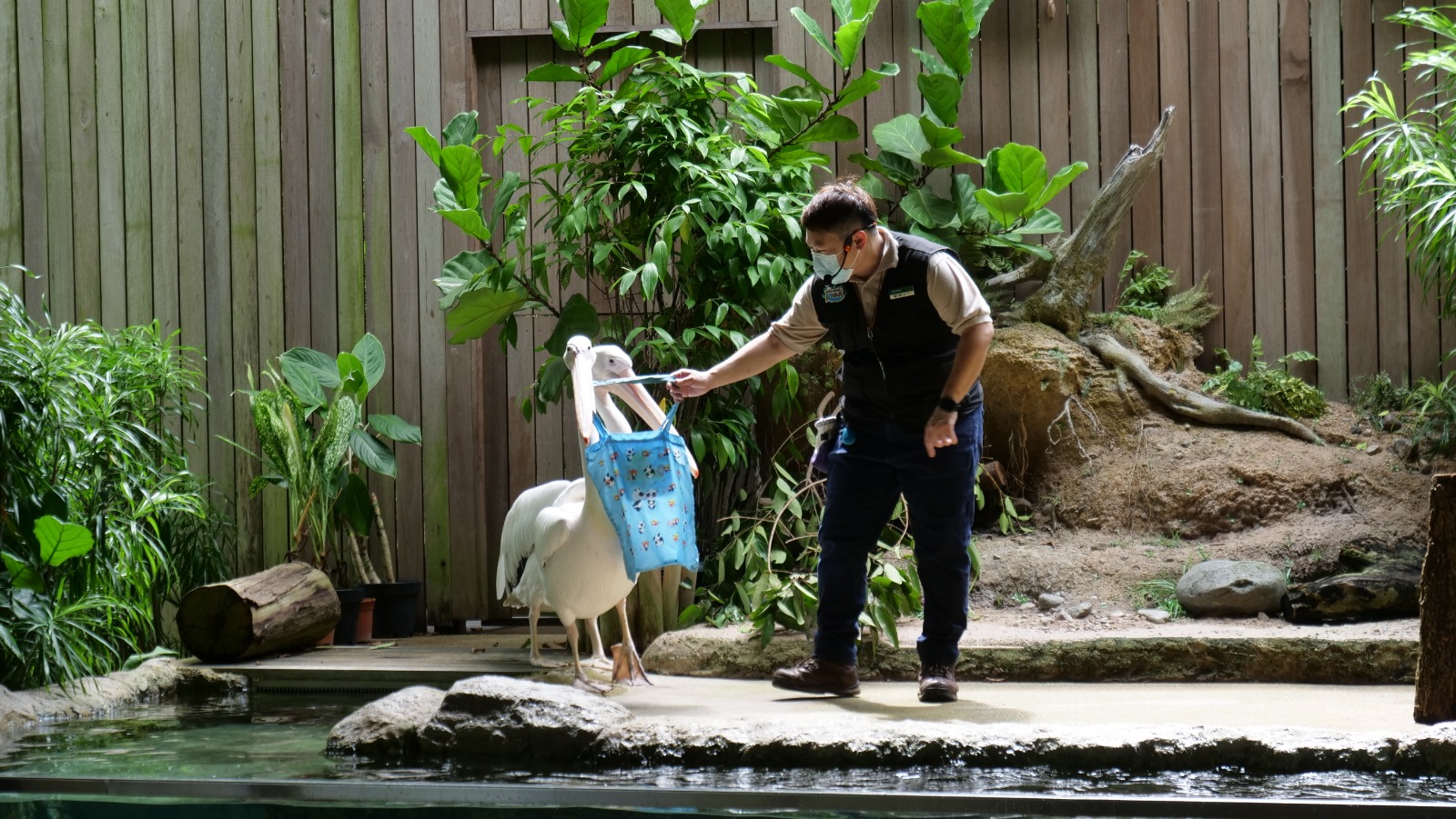 Join Disney's Mickey Mouse and Minnie Mouse at singapore Zoo and River Safari this year-end school holidays! - Alvinology