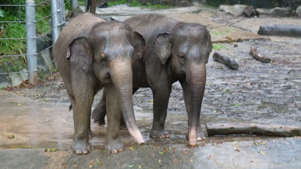 Join Disney's Mickey Mouse and Minnie Mouse at singapore Zoo and River Safari this year-end school holidays! - Alvinology
