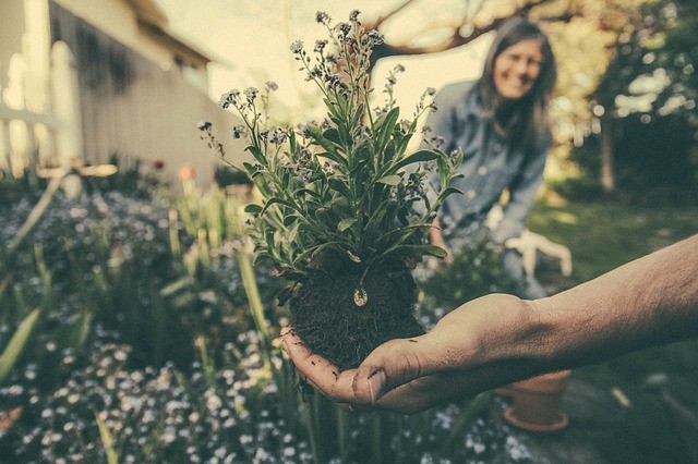 Quick And Easy Way To Start A Small Garden - Alvinology