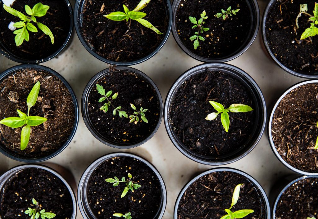 Indian Heritage Centre presents Pongal Day Out! Participate in this educational event and get free limited-edition planting pots and seed packets - Alvinology