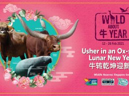 Bring the Whole Family and Welcome Year of the Ox with actual Oxen, Buffalos, and even Sea Cows at Wildlife Reserves Singapore! - Alvinology