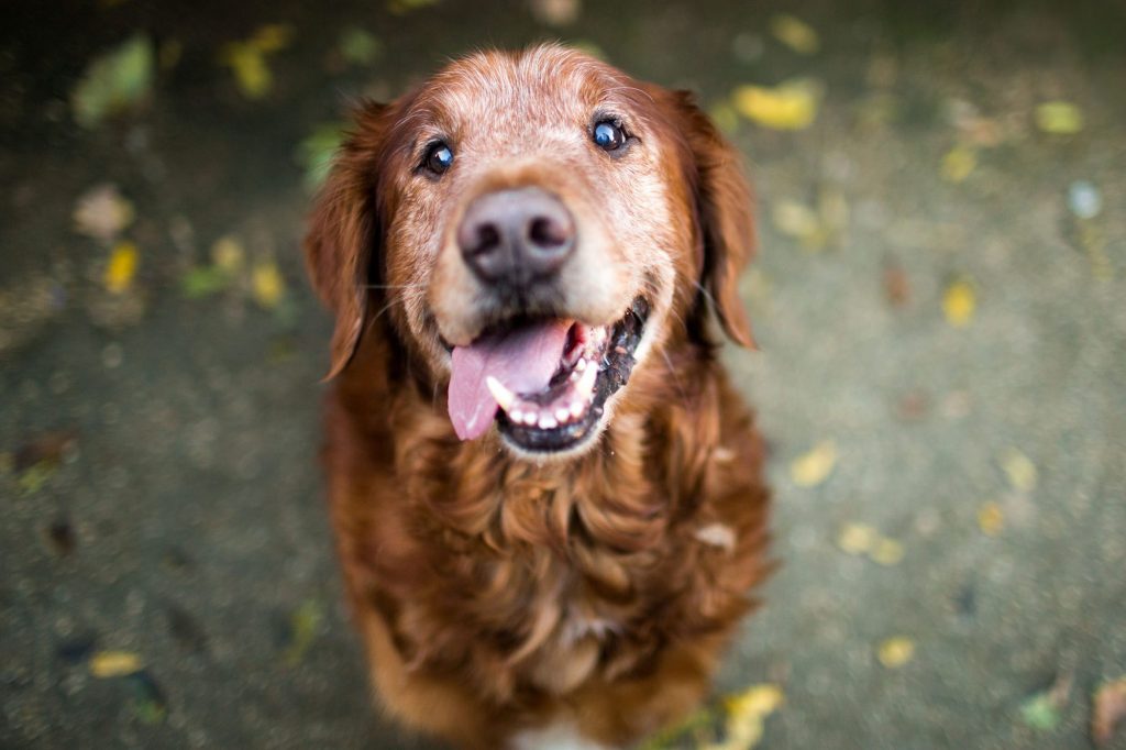 What Kind of Foods Should Senior Dogs Eat? - Alvinology