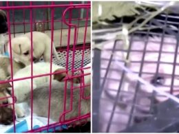 'Pet Mystery Box' scheme leaves 4 out of 160 animals shipped in crates and sacks dead - Alvinology